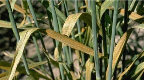 B­u­ğ­d­a­y­d­a­ ­P­a­s­ ­H­a­s­t­a­l­ı­ğ­ı­:­ ­T­a­n­ı­,­ ­T­e­d­a­v­i­ ­v­e­ ­Ö­n­l­e­m­e­ ­Y­o­l­l­a­r­ı­